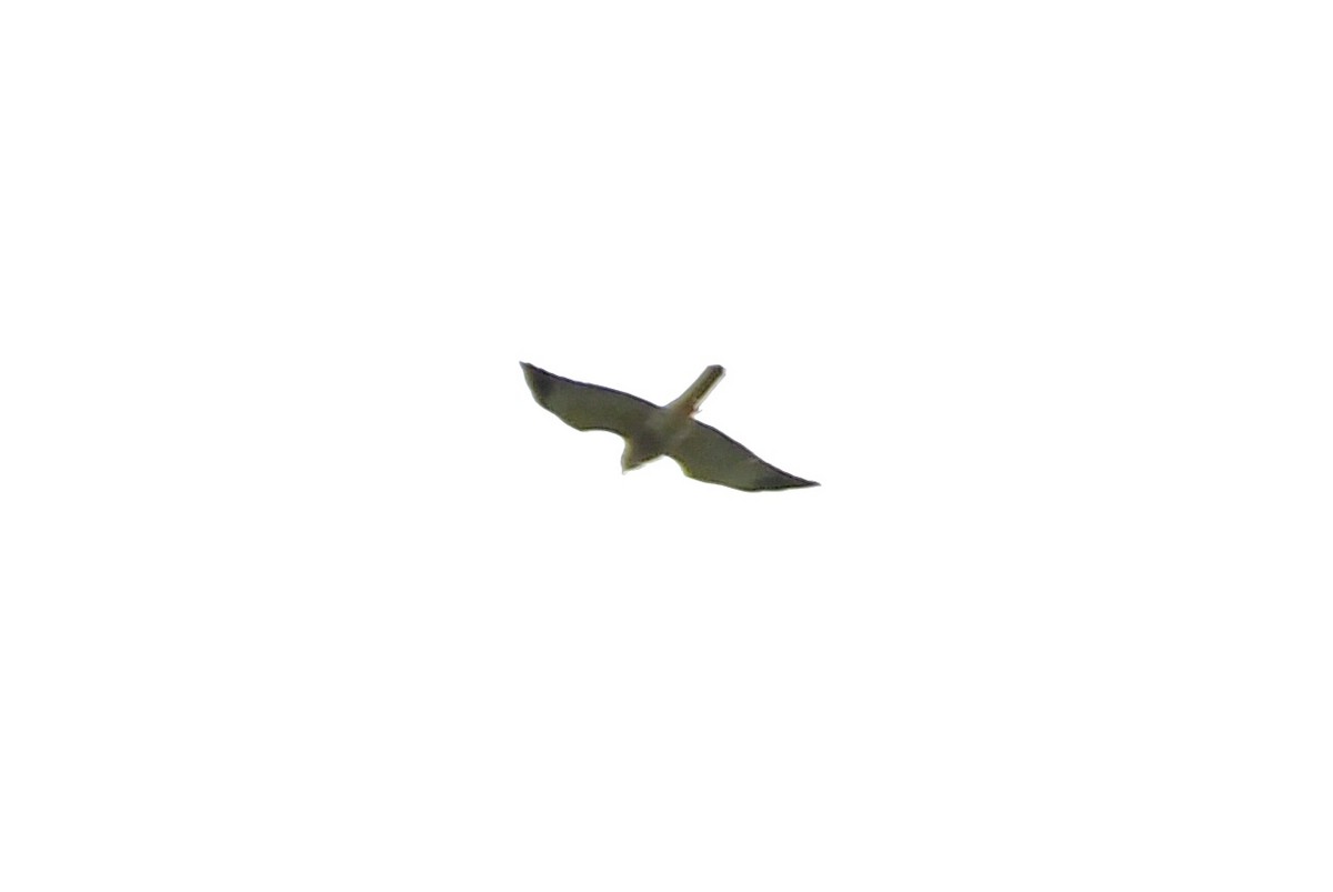 Chinese Sparrowhawk - ML643032937