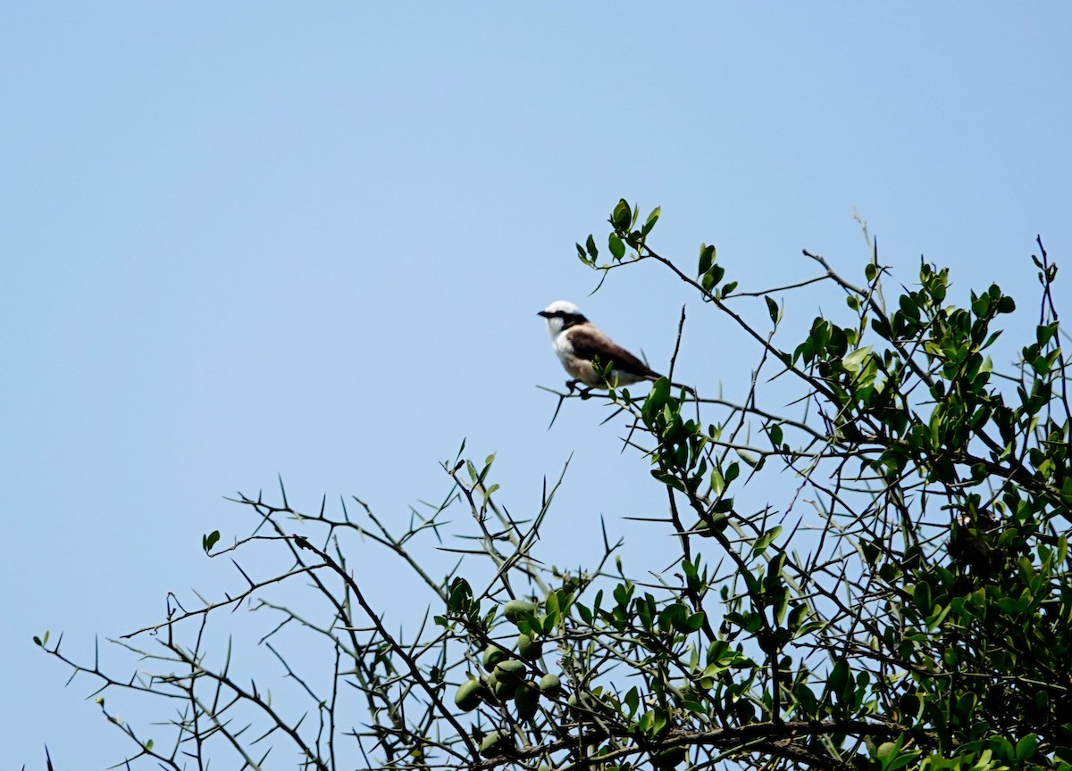 White-rumped Shrike - ML643032943