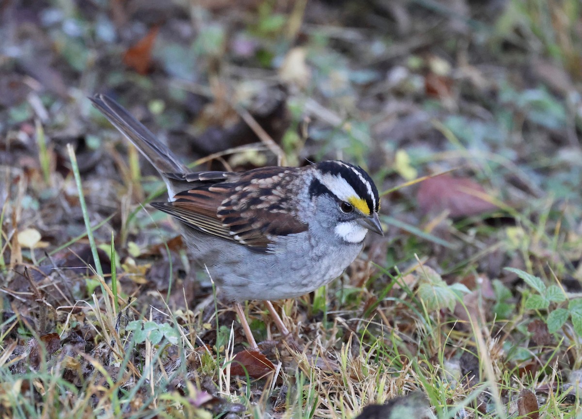 White-throated Sparrow - ML643032946