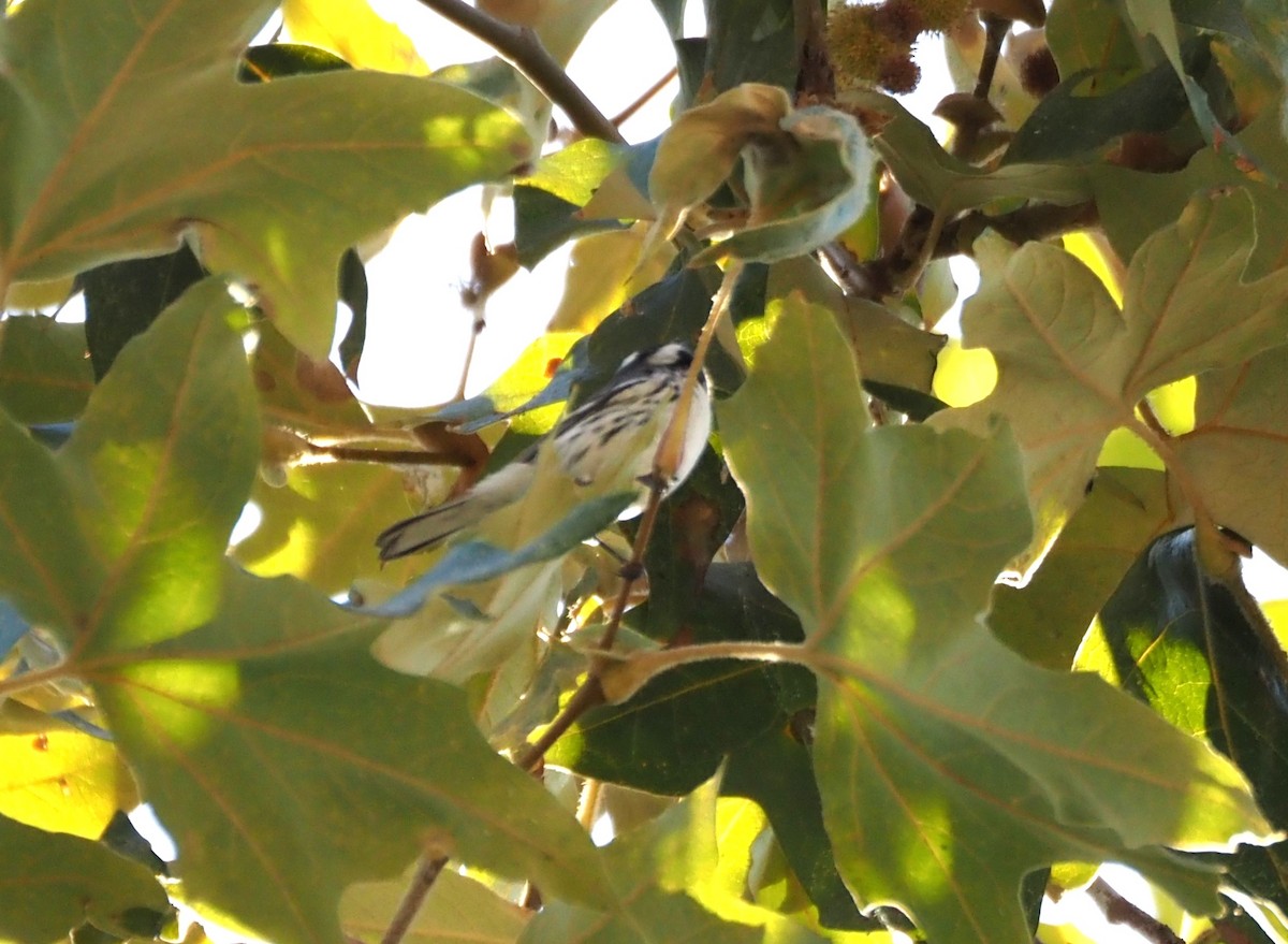 Black-throated Gray Warbler - ML643032963