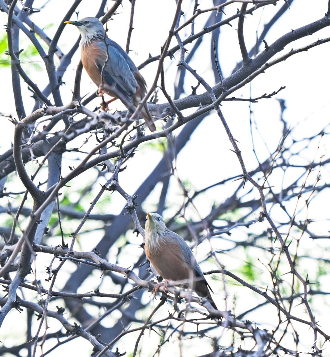 Chestnut-tailed Starling - ML643032984