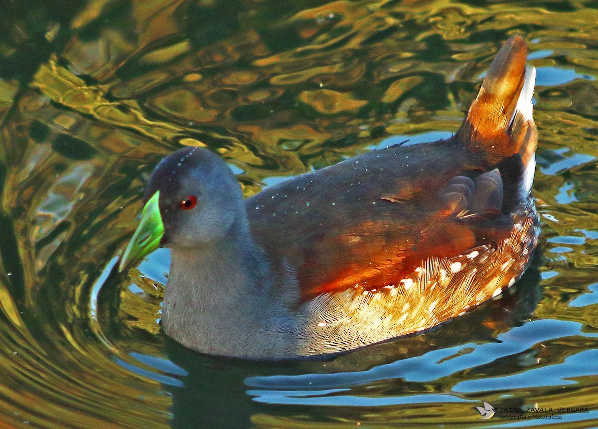 Gallinule à face noire - ML643033004
