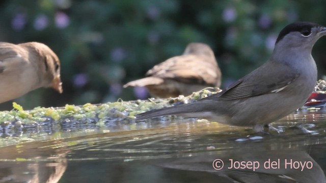 Eurasian Blackcap - ML643033008