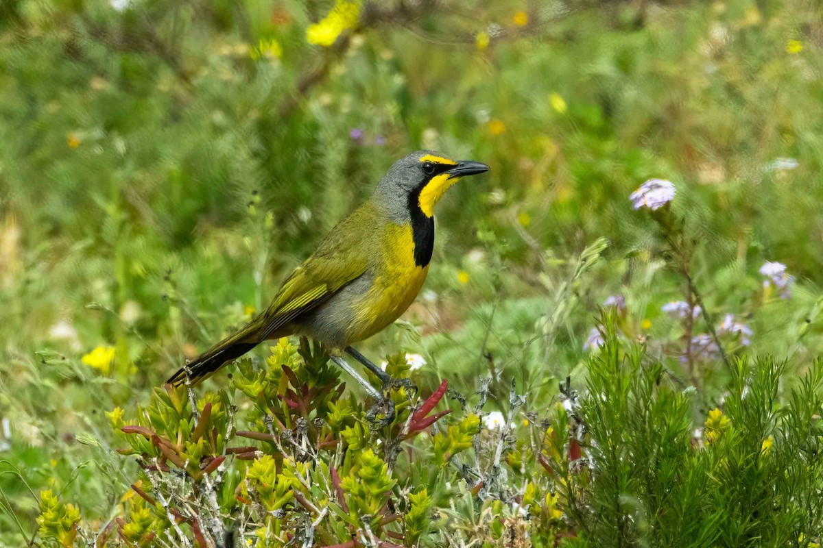 Bokmakierie - ML643033011