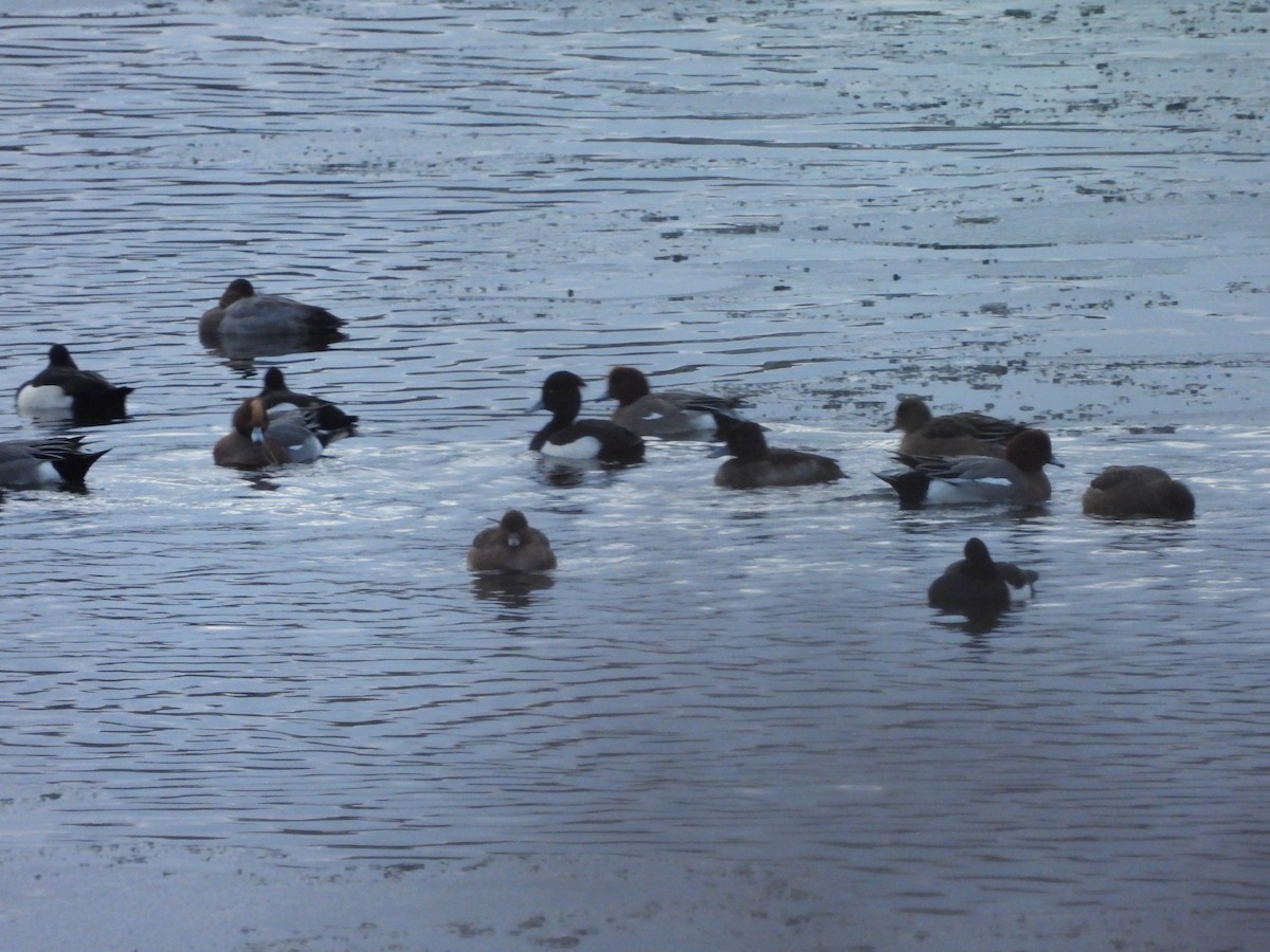 Зээрд нугас - ML643033012