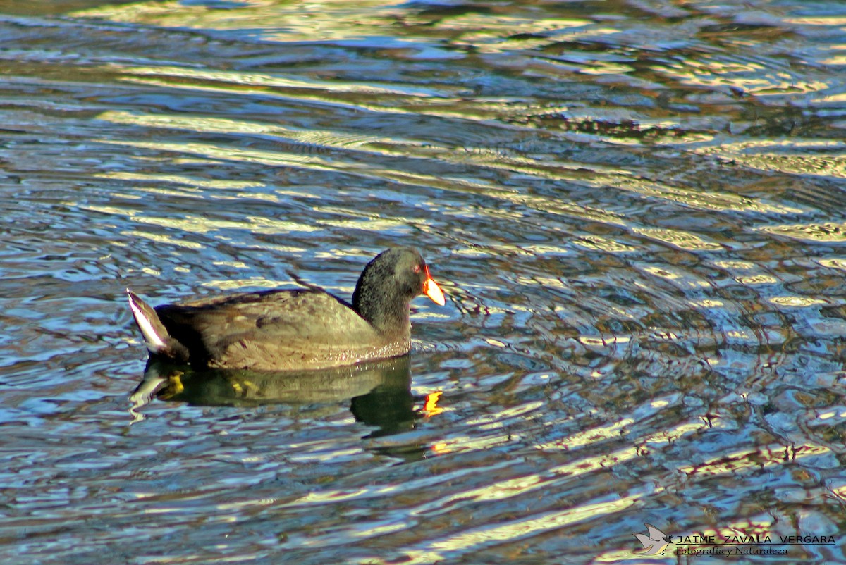 Foulque à front rouge - ML643033021
