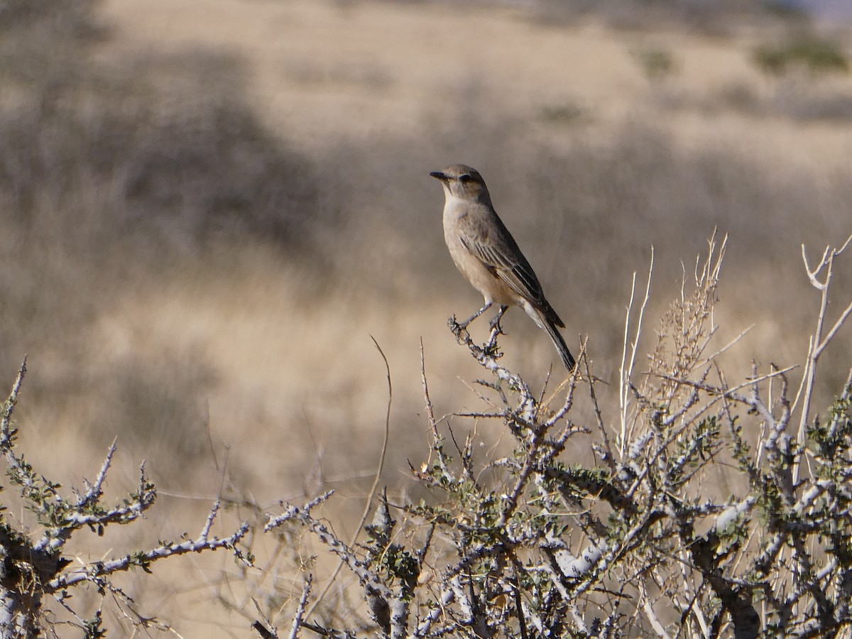 Chat Flycatcher - ML643033022