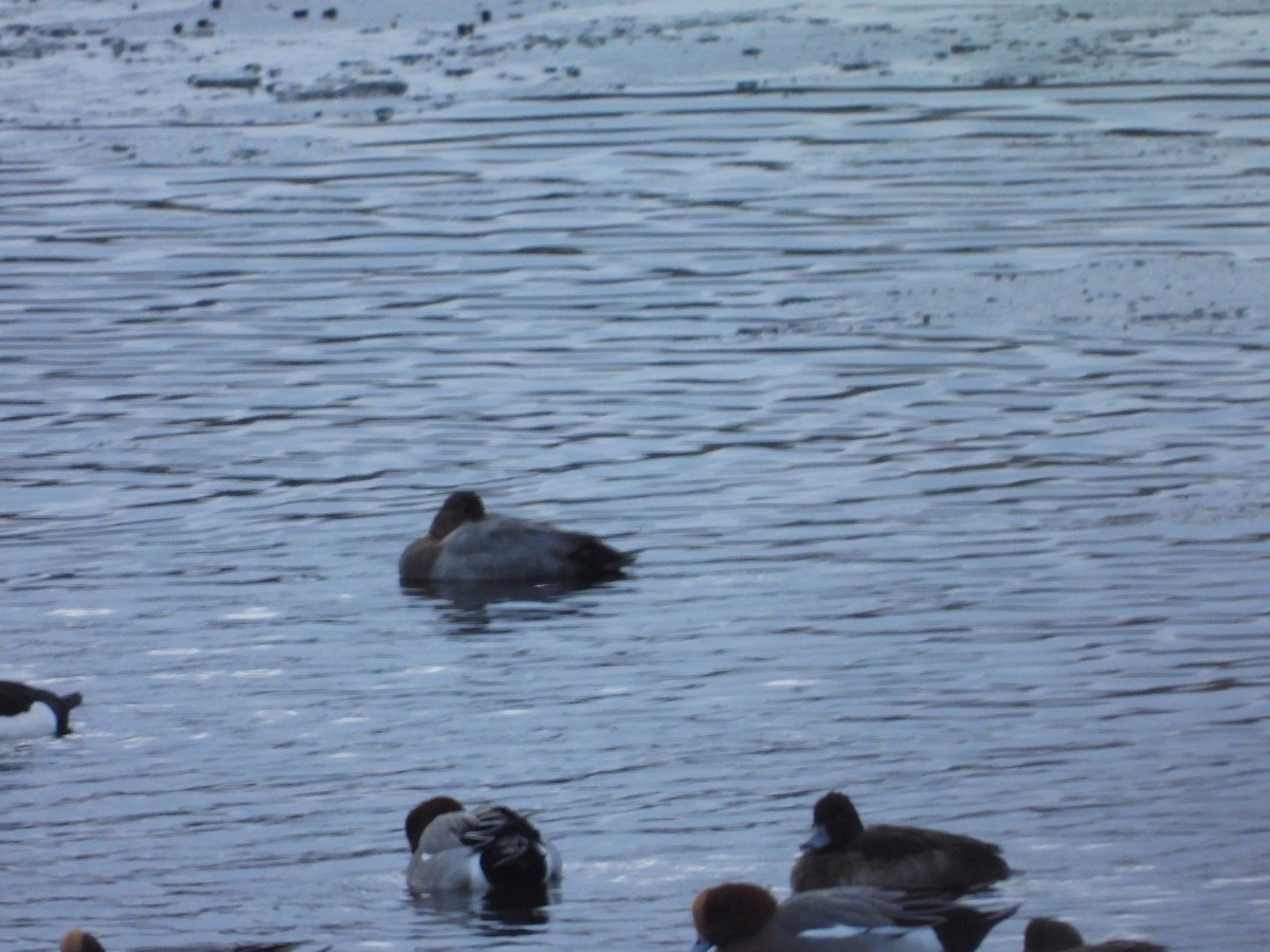 Улаан хүзүүт шумбуур - ML643033023