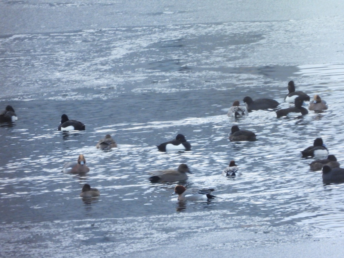 Бор нугас - ML643033031