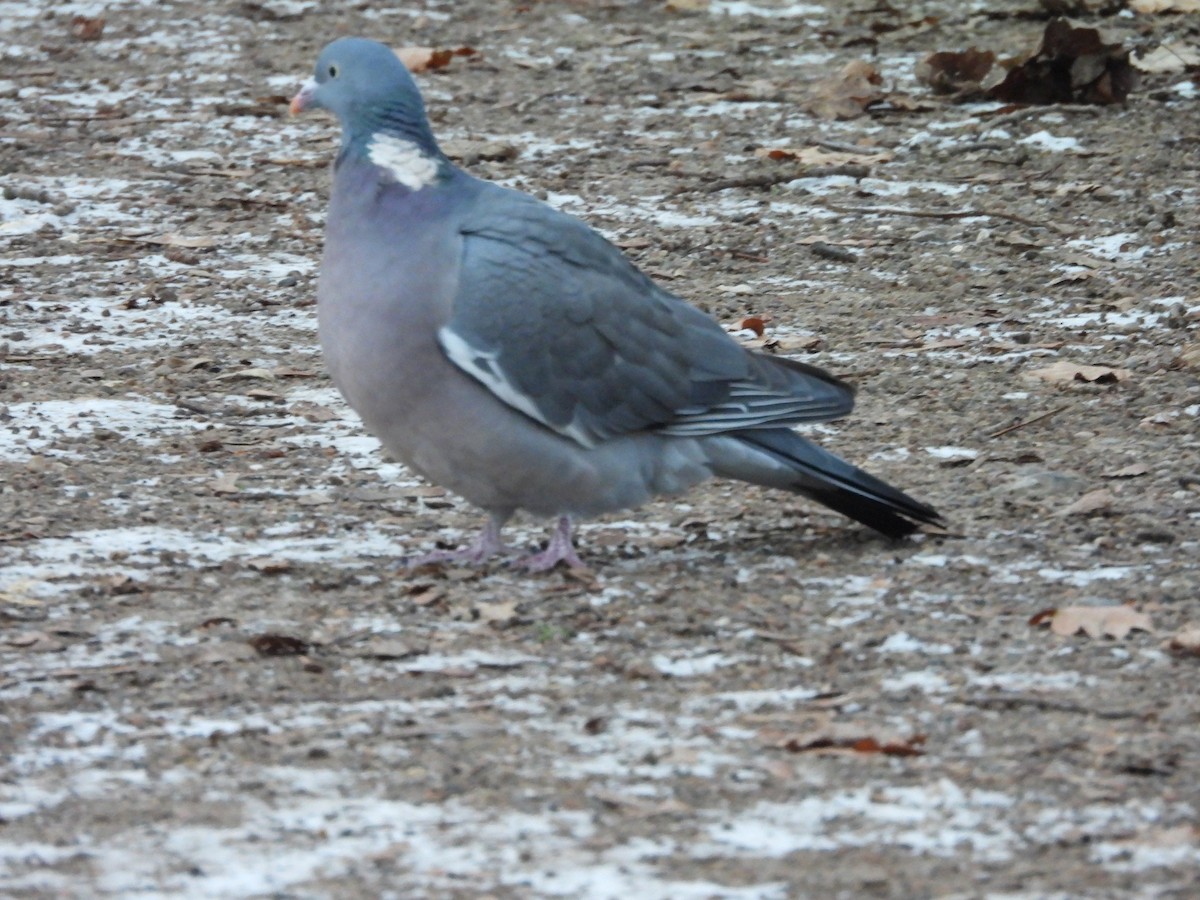 Ойн тагтаа - ML643033036