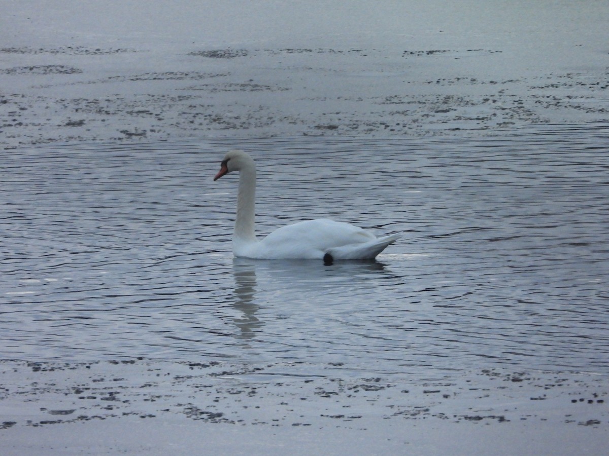 Хуруут хун - ML643033038