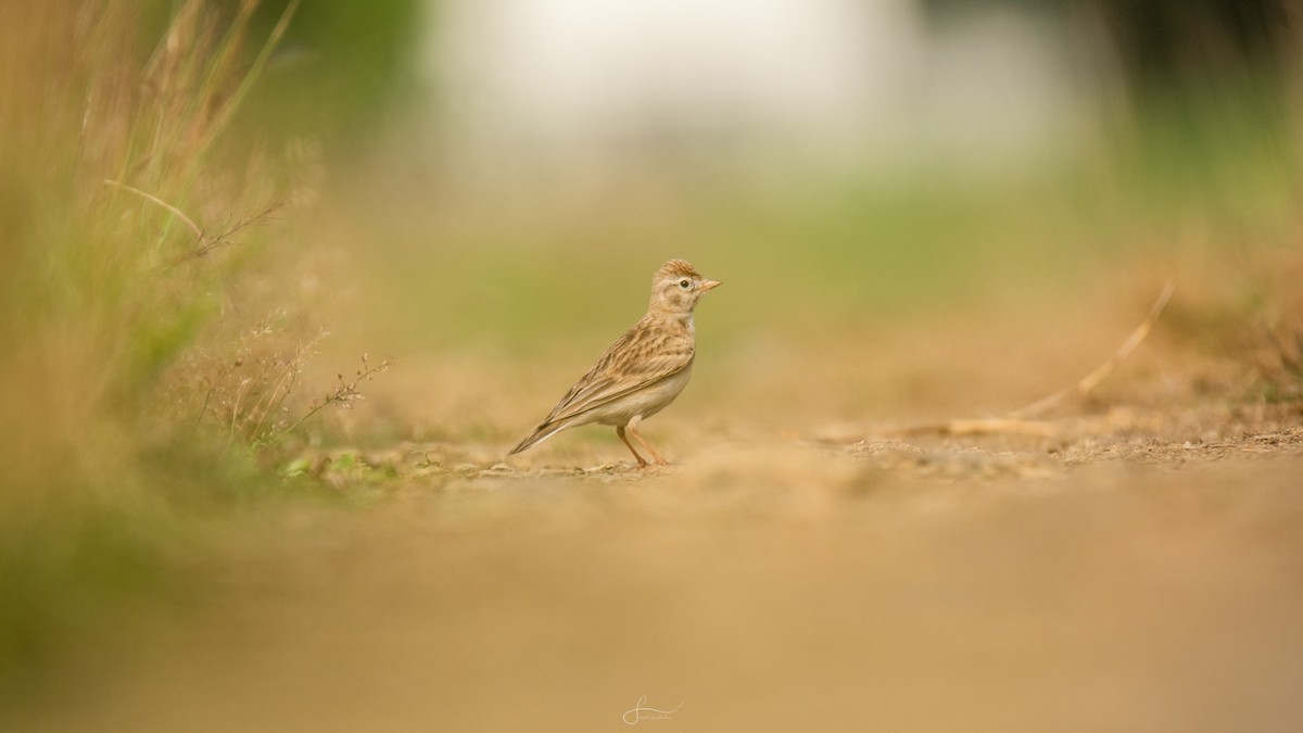 Mongolian Short-toed Lark - ML643033039