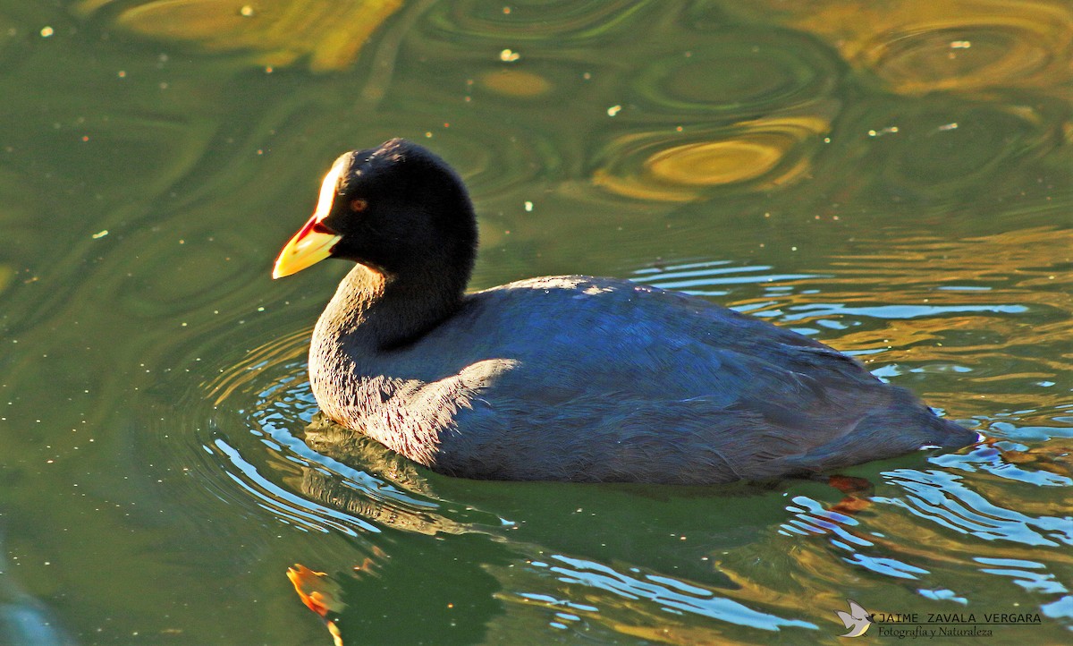 Foulque à jarretières - ML643033040