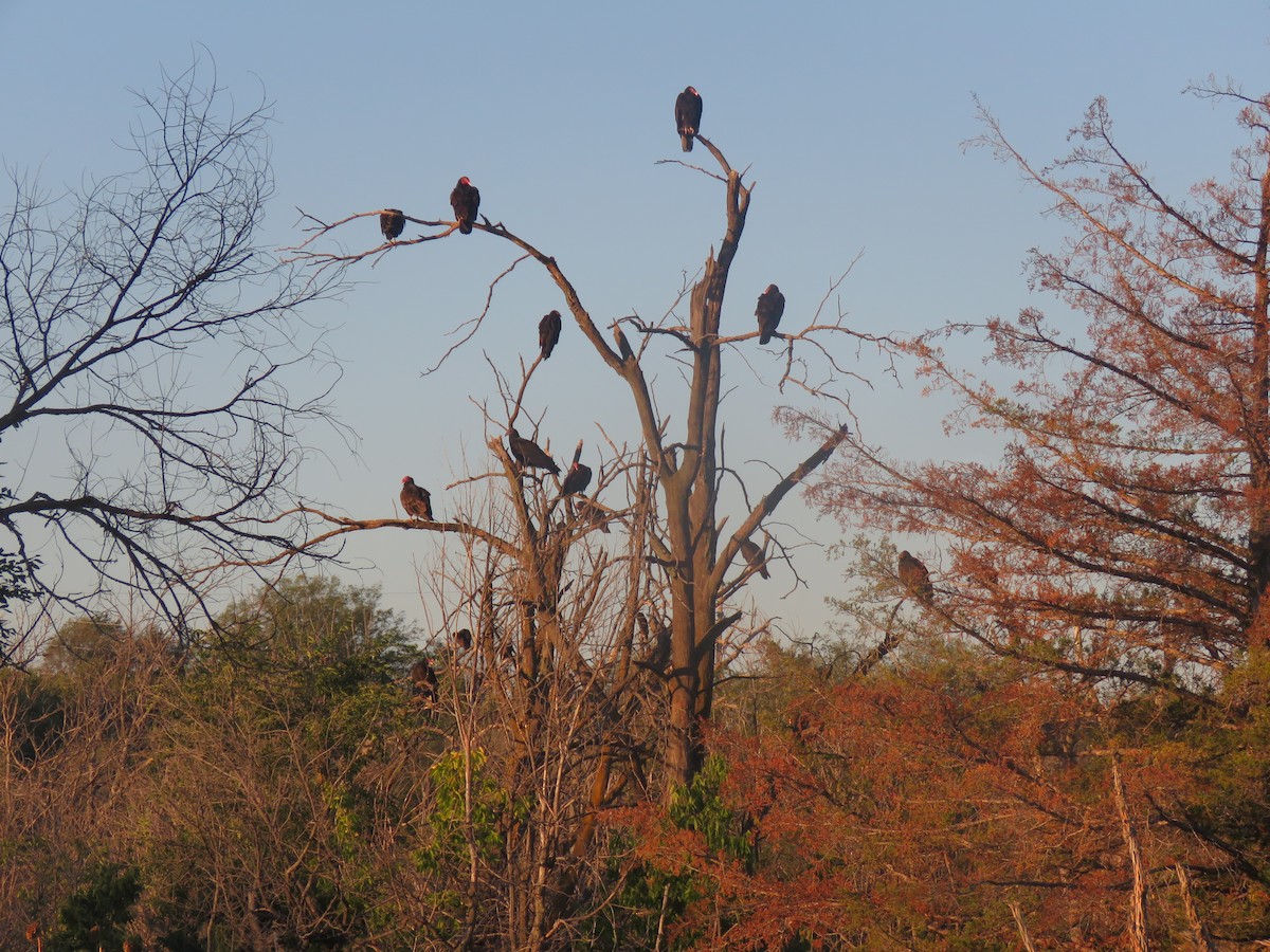 Turkey Vulture - ML643033076