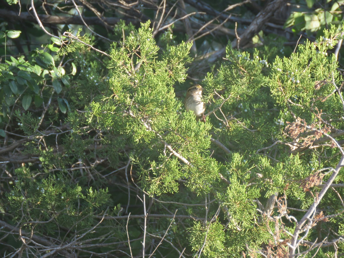 White-throated Sparrow - ML643033088