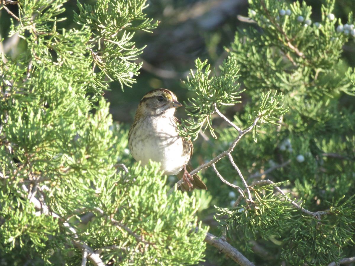 White-throated Sparrow - ML643033089