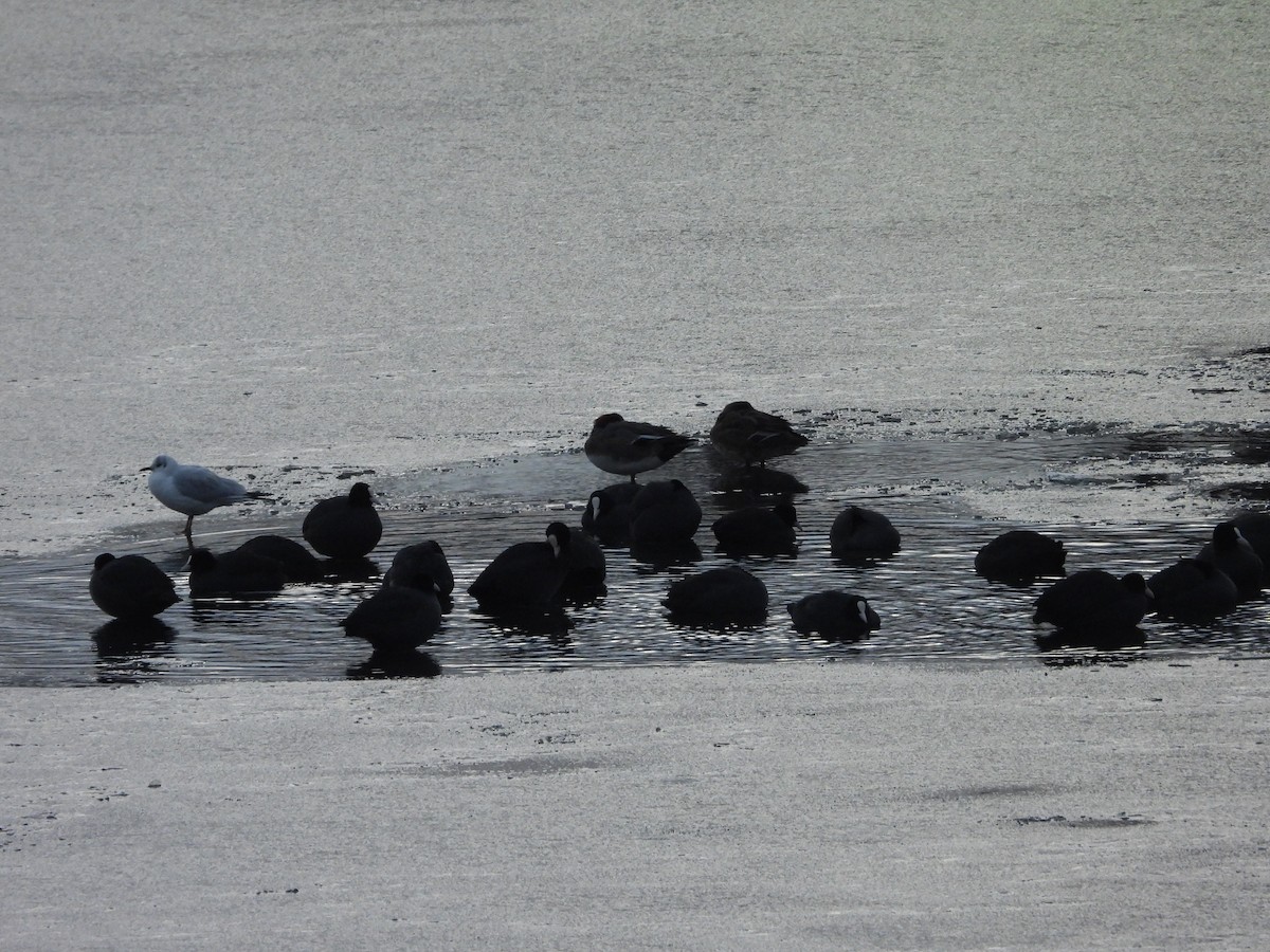 Халзан түнжүүр - ML643033094