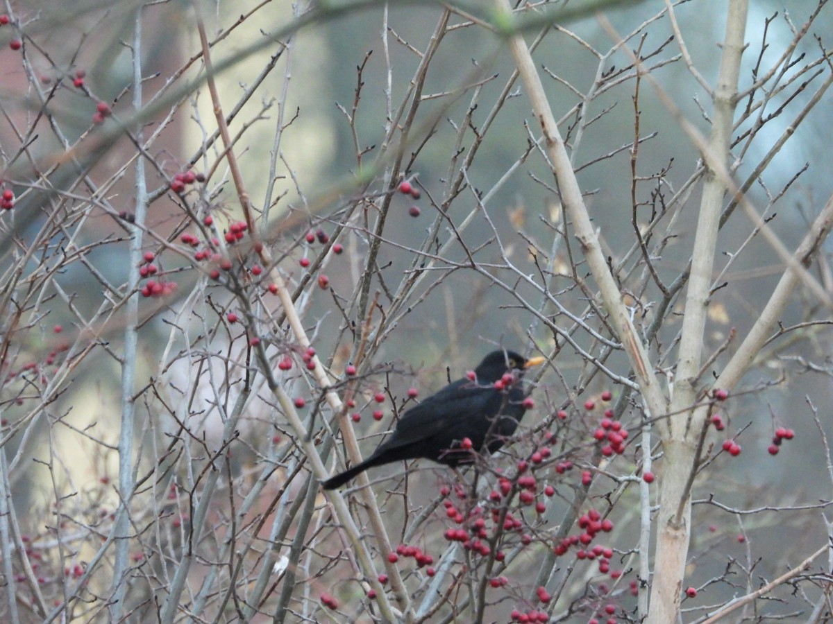 Хар хөөндэй - ML643033097