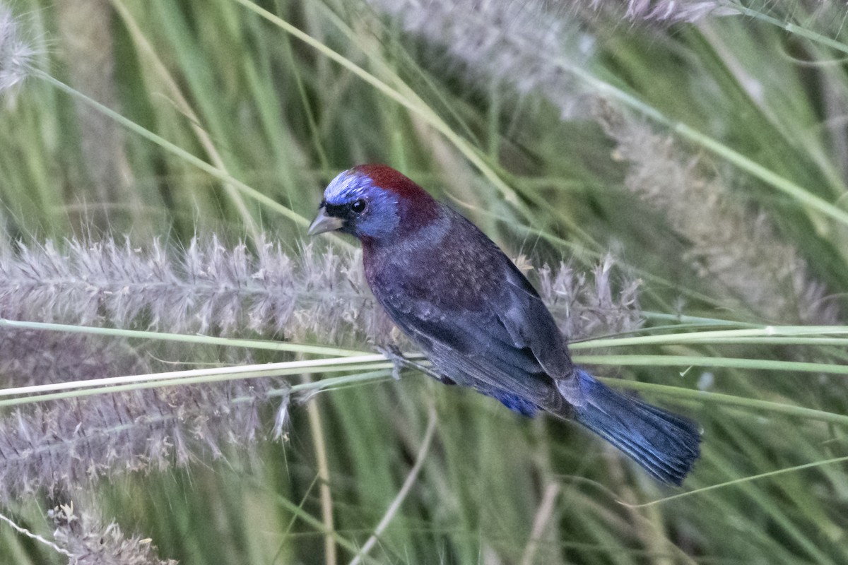 Passerin varié - ML643033100