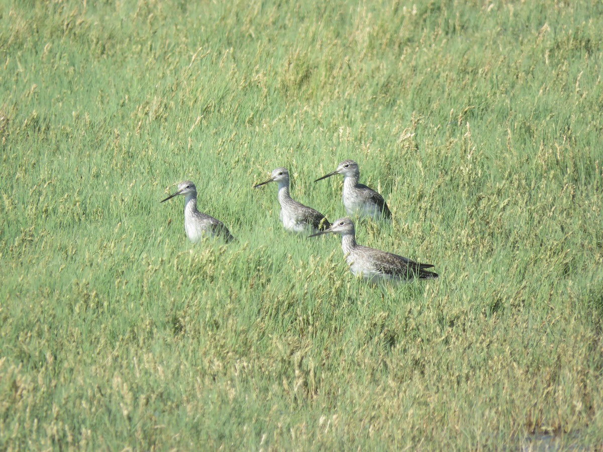 Willet - ML643033123