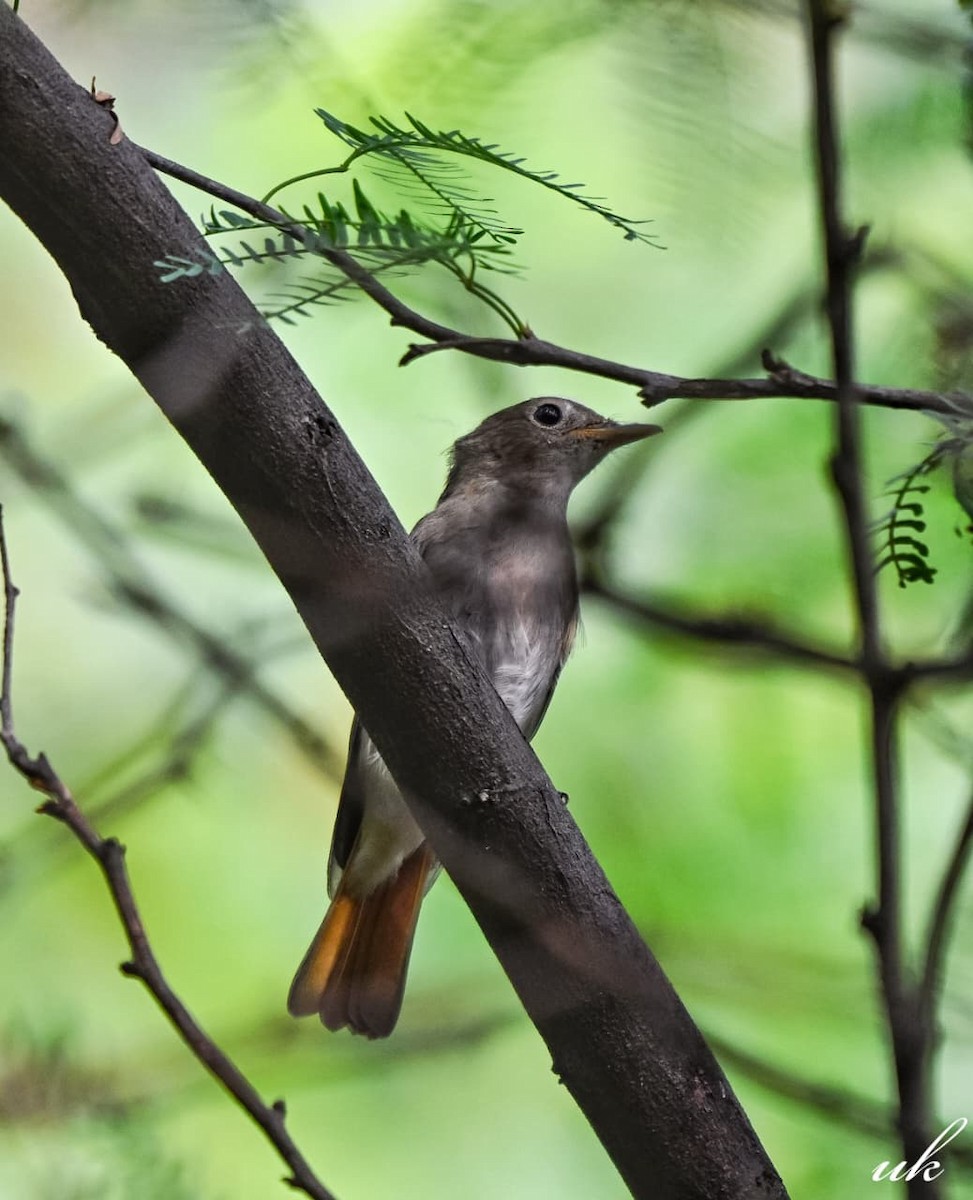 Rusty-tailed Flycatcher - ML643033129