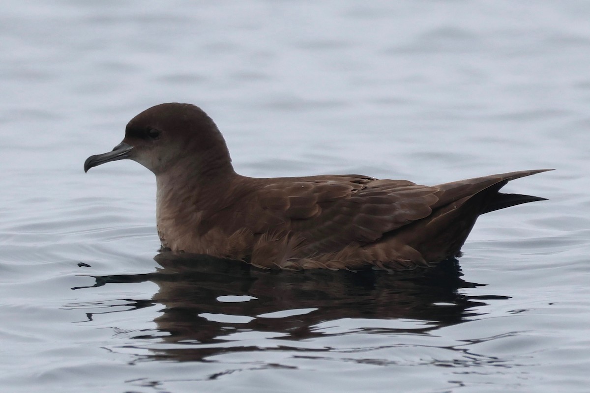 buřňák tenkozobý - ML643033146