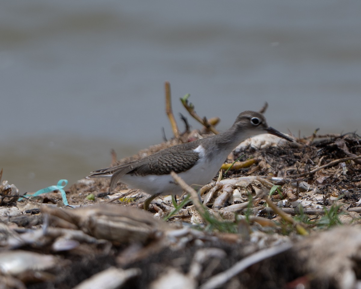 pisík americký - ML643033148