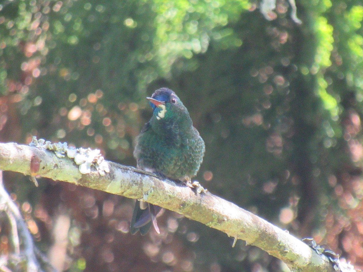 Indigo-capped Hummingbird - ML643033152