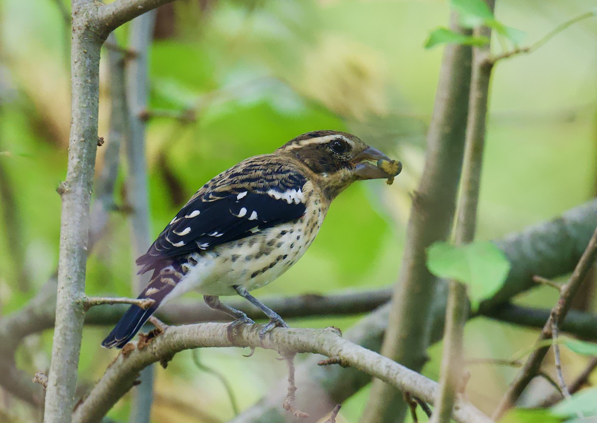 Rose-breasted Grosbeak - ML643033154