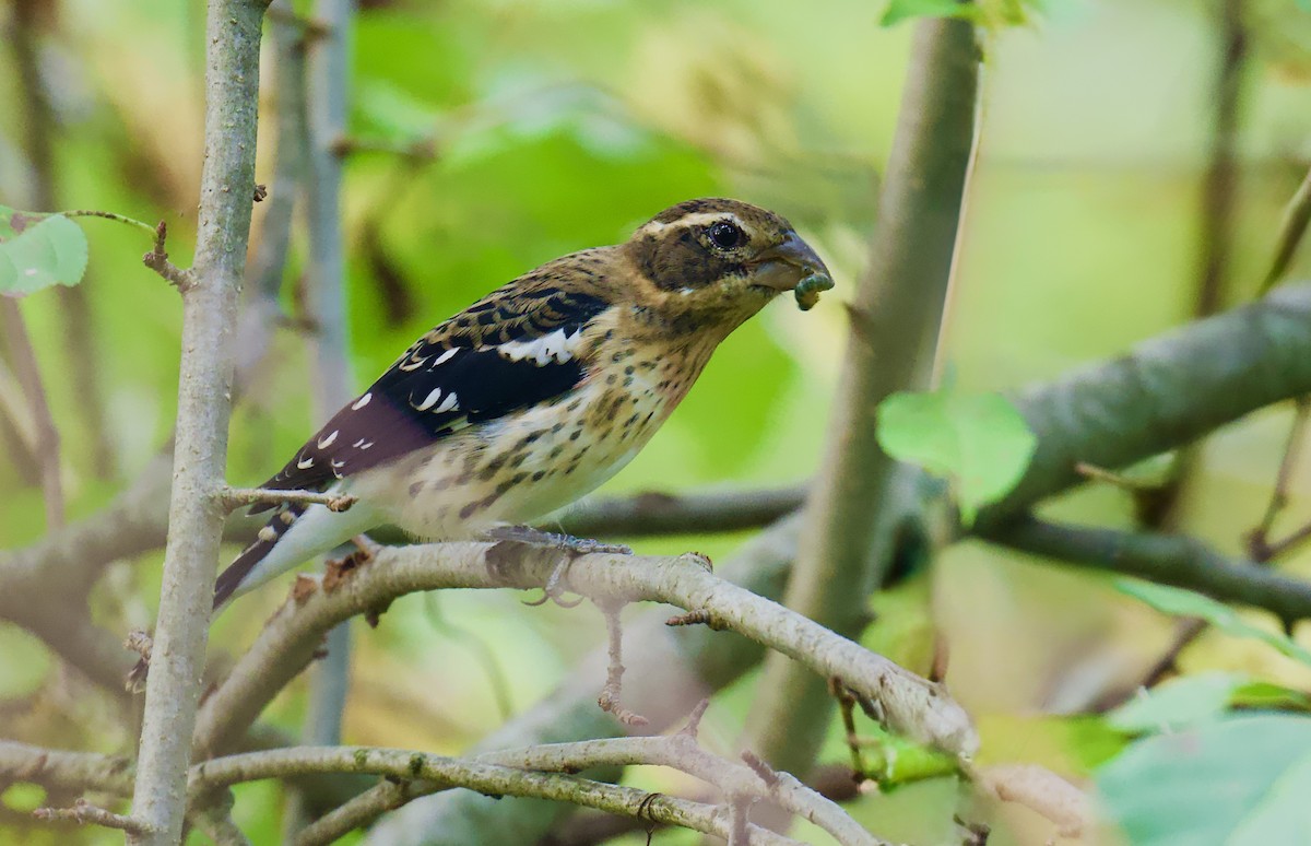 Rose-breasted Grosbeak - ML643033158
