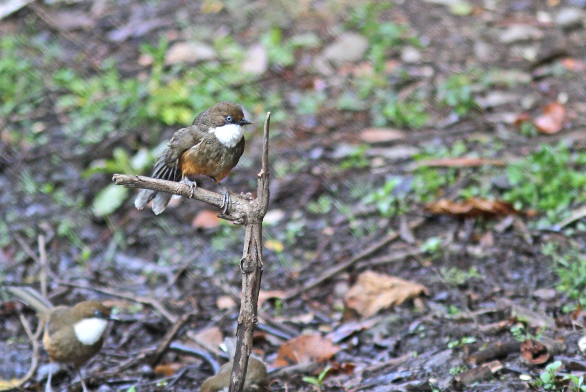 White-throated Laughingthrush - ML643033159