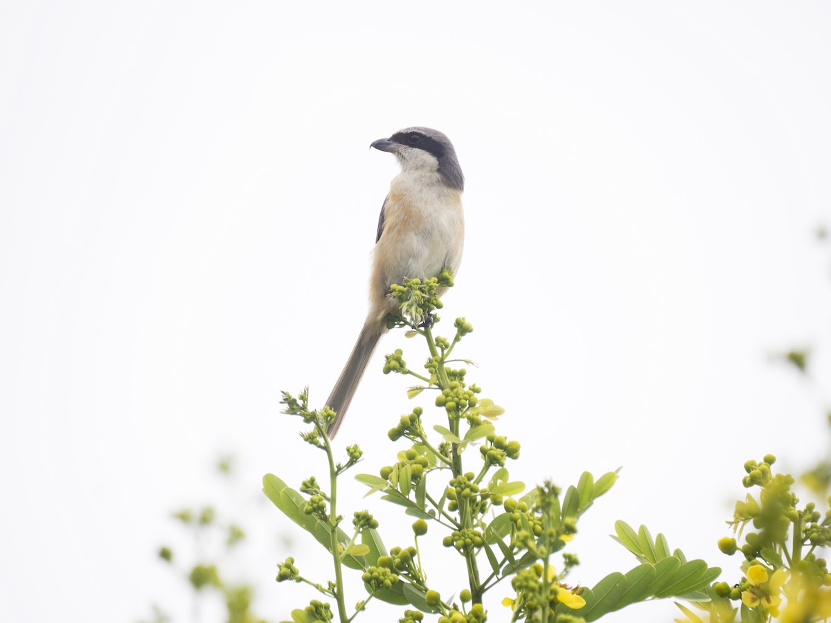 Gray-backed Shrike - ML643033160