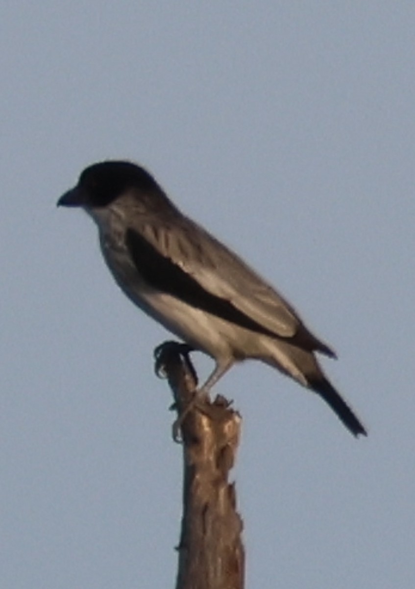 Black-crowned Tityra - ML643033174