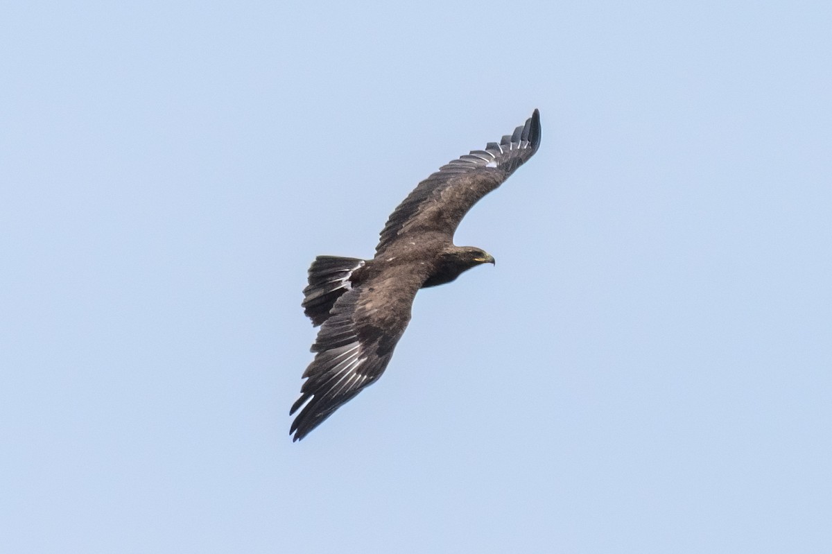 Lesser Spotted Eagle - ML643033199