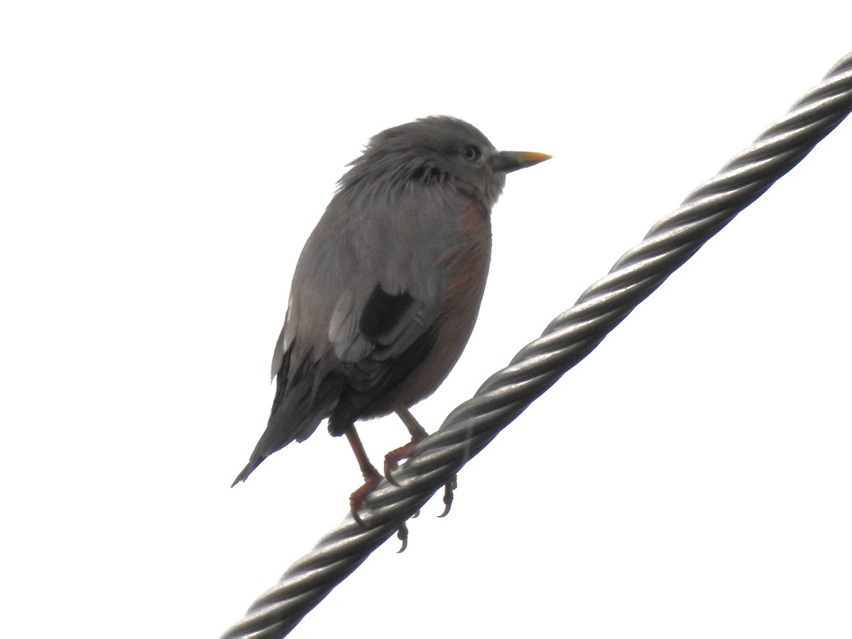 Chestnut-tailed Starling - ML643033202
