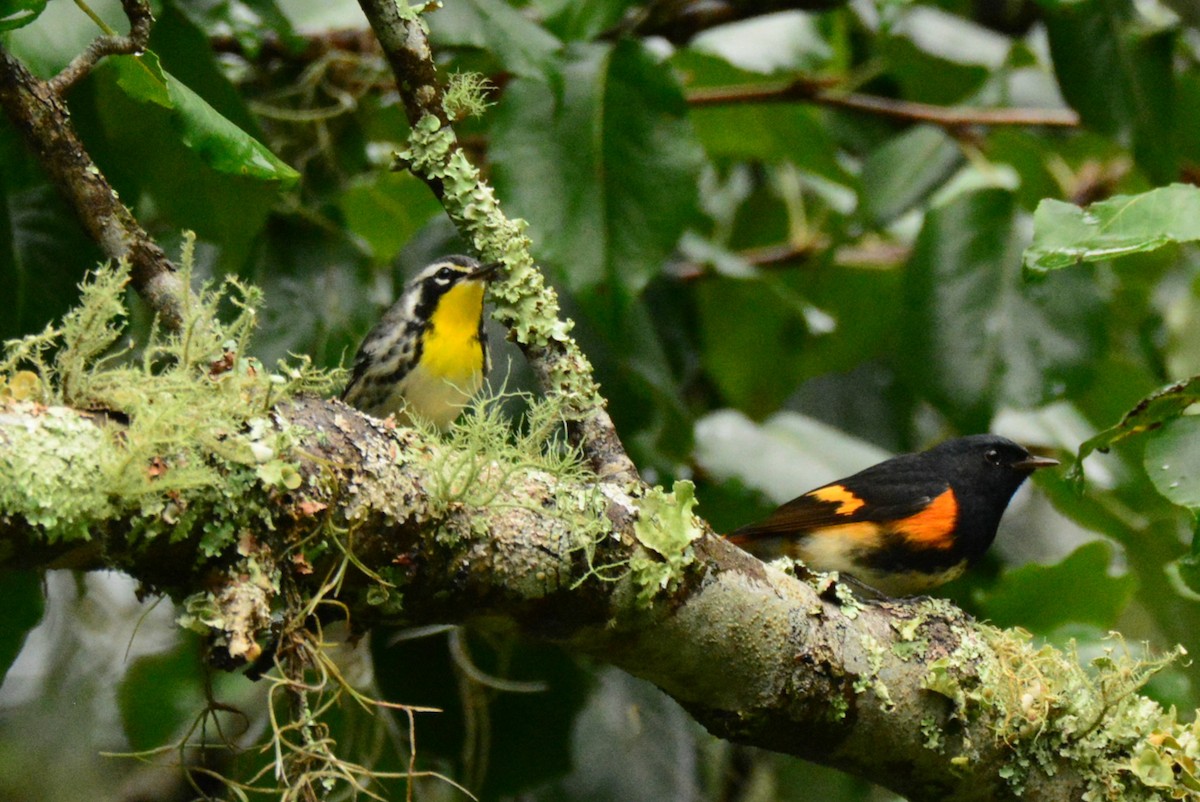Yellow-throated Warbler - ML643033203