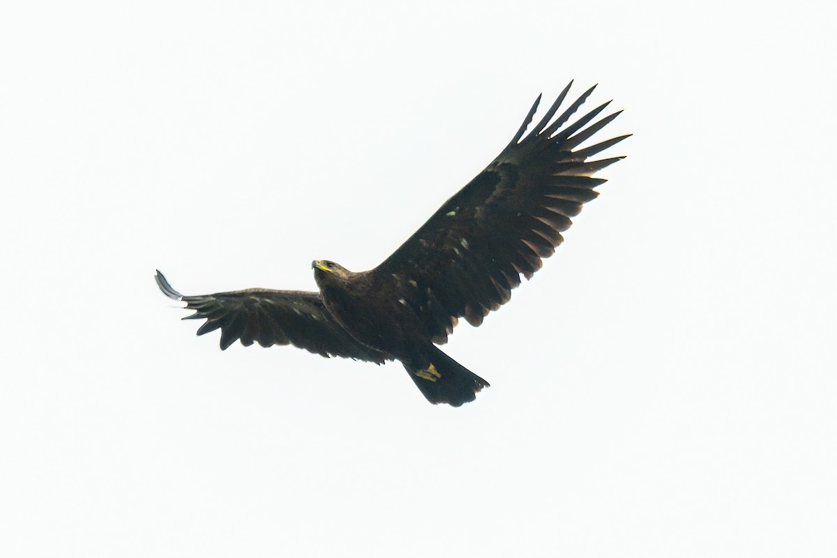 Greater Spotted Eagle - ML643033217