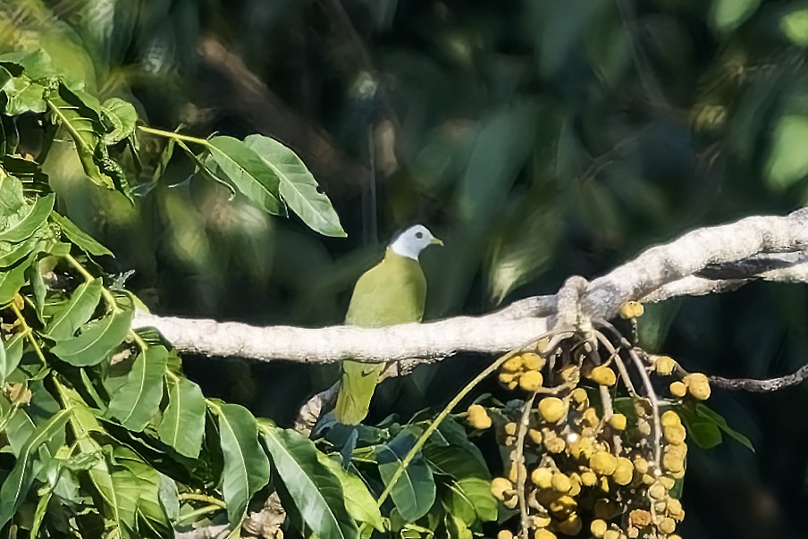 Black-naped Fruit-Dove - ML643033220