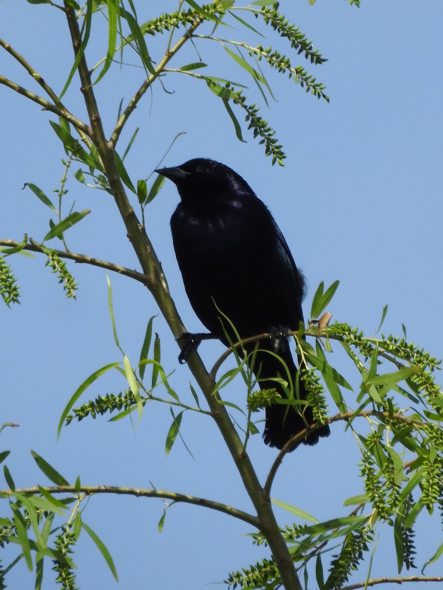 Shiny Cowbird - ML643033244