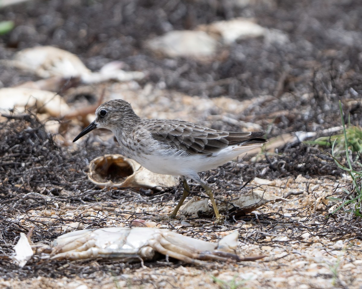 jespák drobný - ML643033305