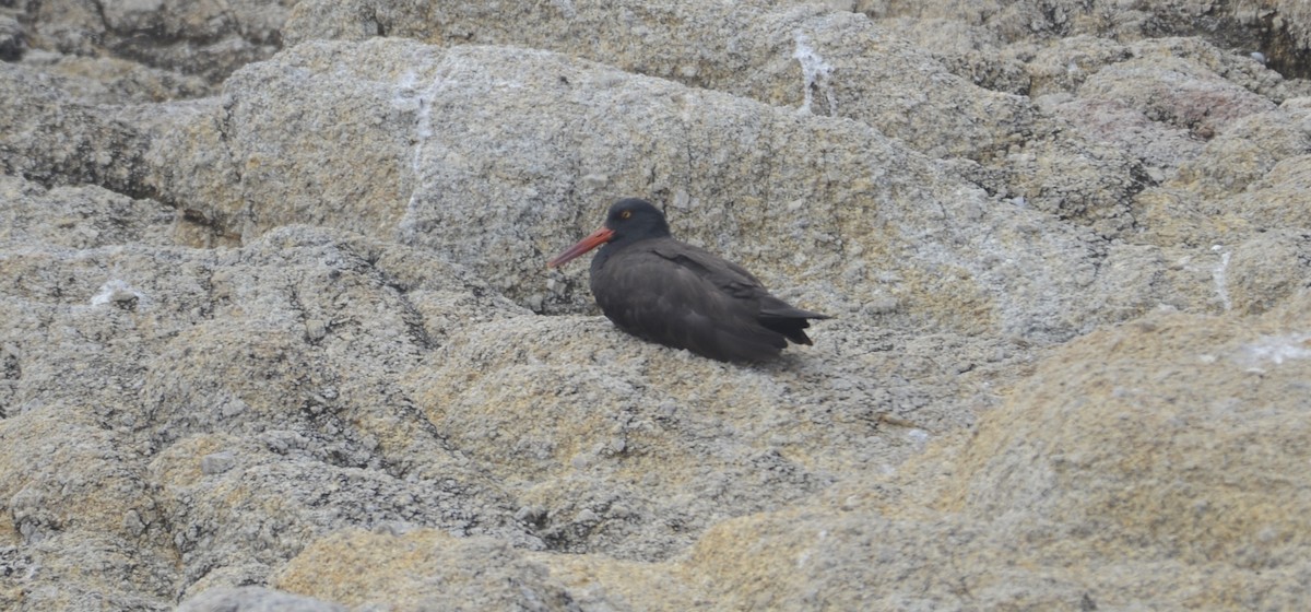 Black Oystercatcher - ML643033333