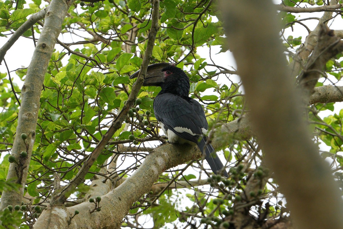 Trumpeter Hornbill - ML643033361