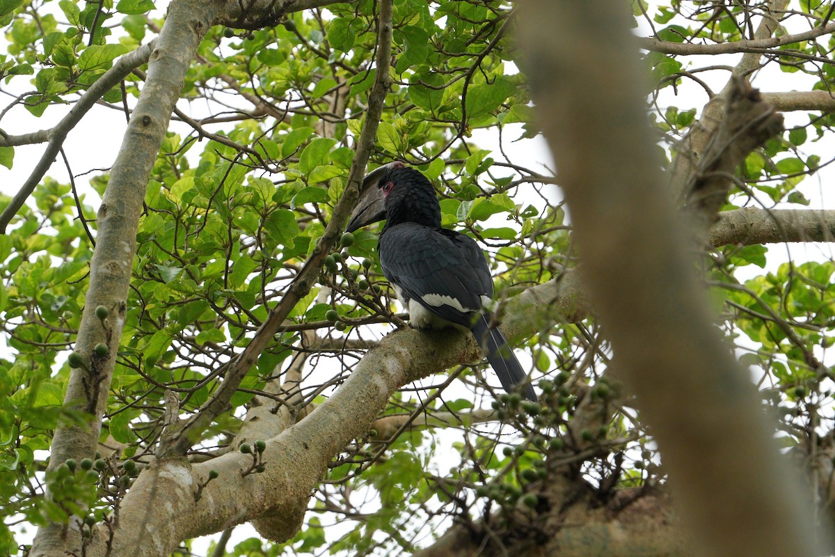 Trumpeter Hornbill - ML643033362