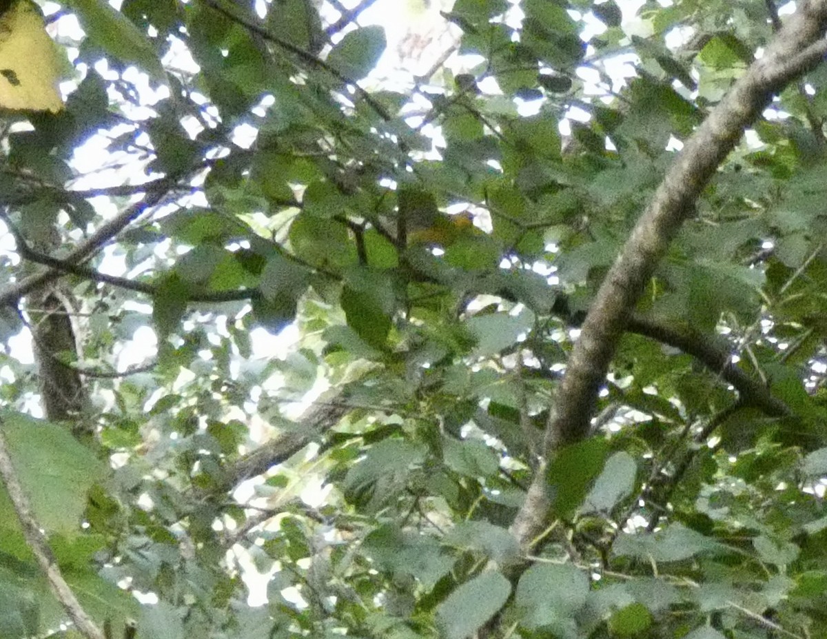 Prothonotary Warbler - ML643033369