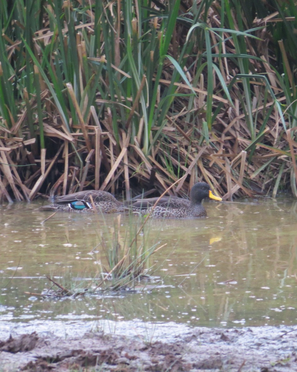 Yellow-billed Duck - ML643033385