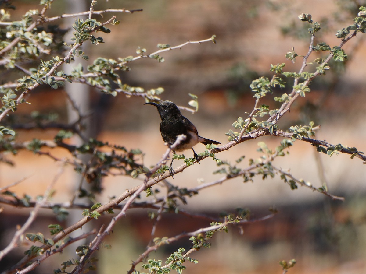 Dusky Sunbird - ML643033396