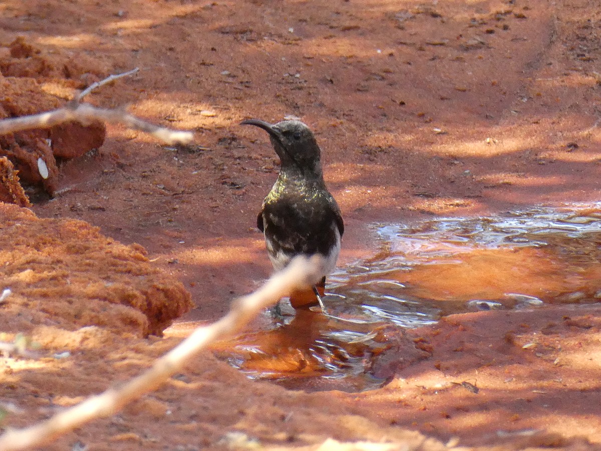 Dusky Sunbird - ML643033403