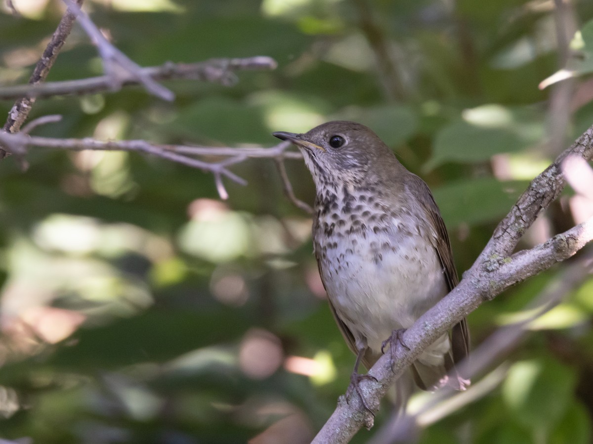 Gray-cheeked Thrush - ML643033406
