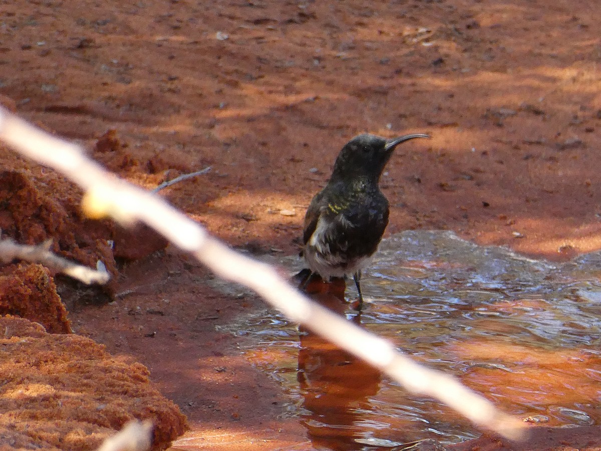 Dusky Sunbird - ML643033410