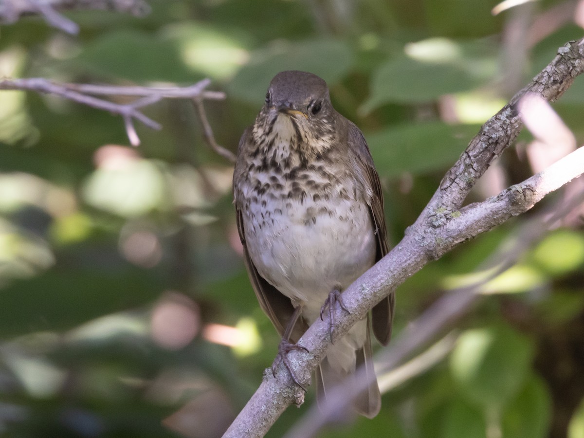 Gray-cheeked Thrush - ML643033430